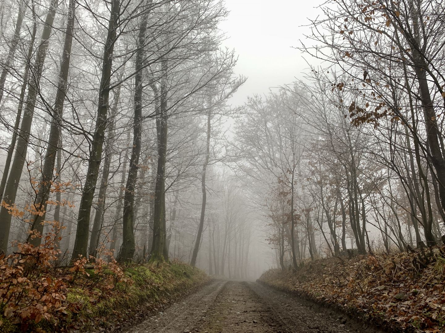 Zo Svätého Jura na Biely Kríž a späť