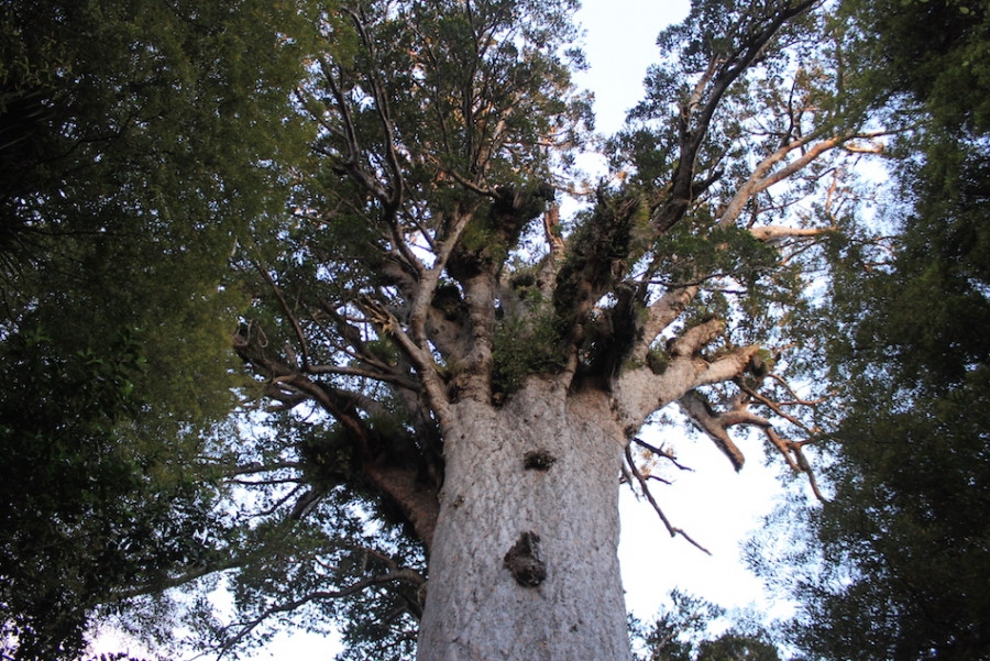 Tane Mahuta- Lord of the  forest
