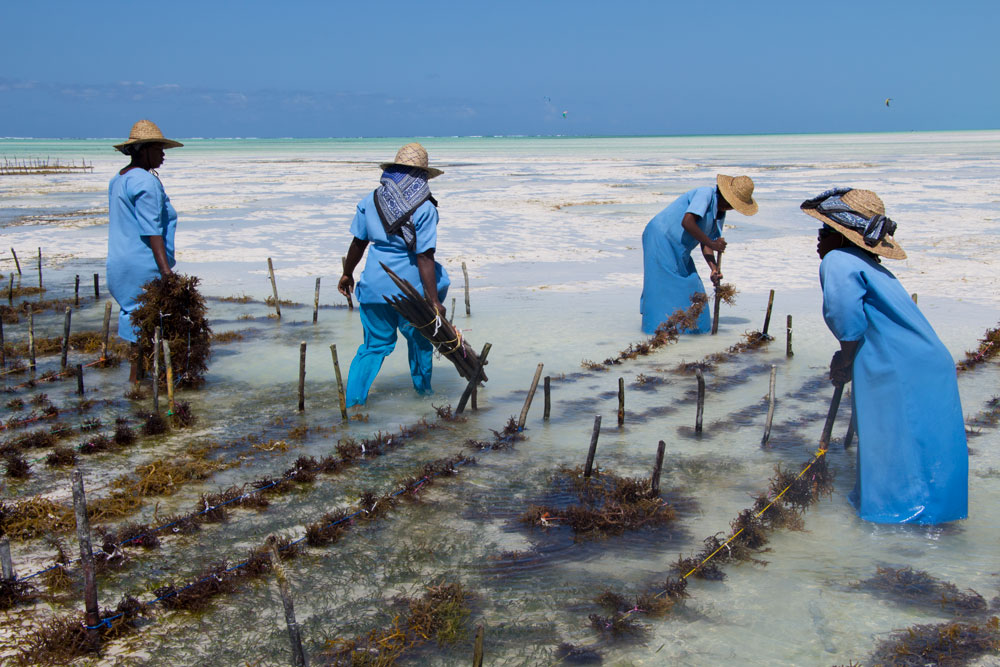 coast-line-zanzibar-wolfare