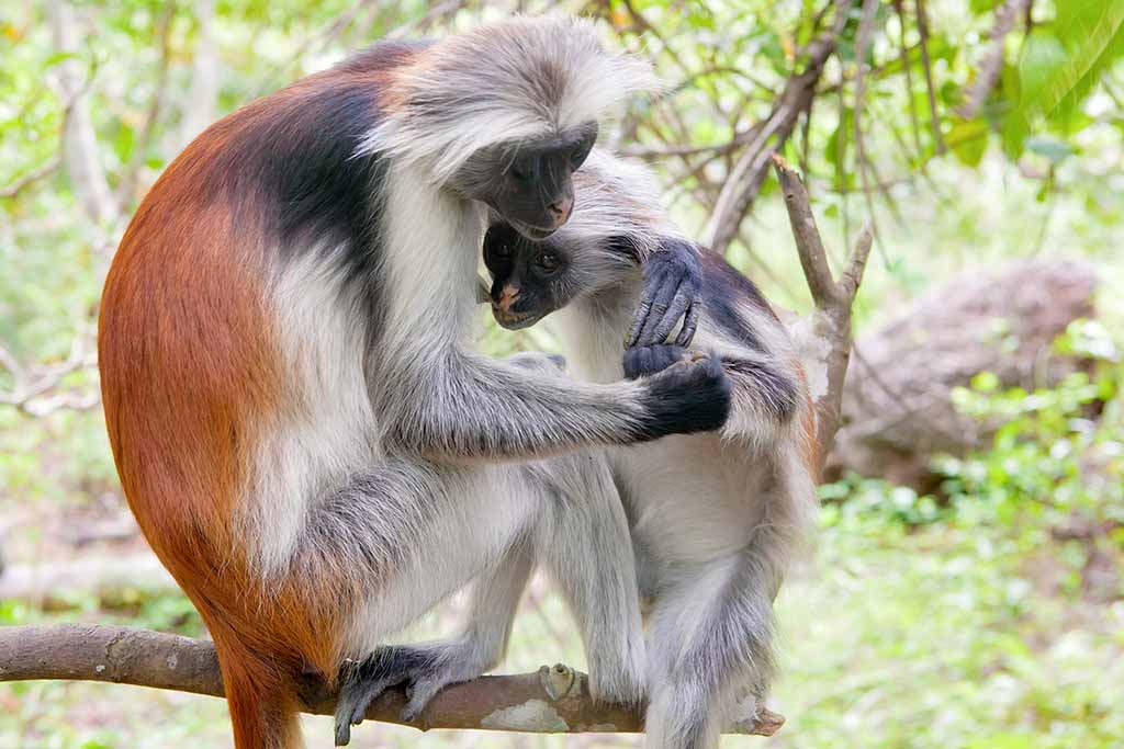 red-colobus-wolfare