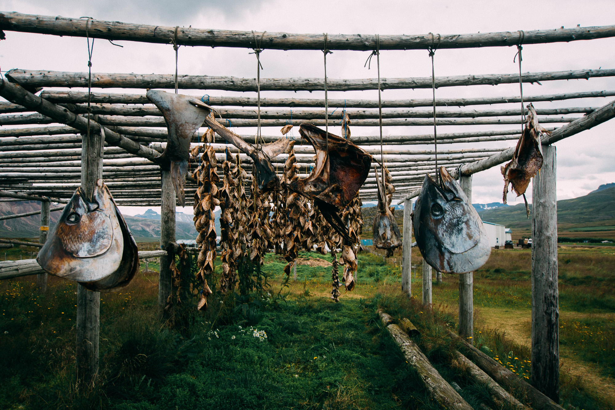 meal-in-iceland-wolfare-com